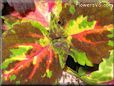 green brown coleus
