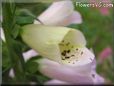  fox glove flower pictures