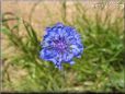 blue bachelor button flower