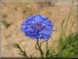 blue bachelor button flower