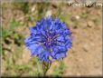 blue bachelor button flower