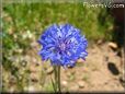 blue bachelor button flower