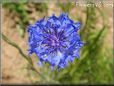 blue bachelor button flower