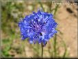 blue bachelor button flower