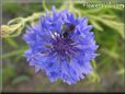 blue bachelor button flower