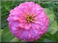 pink zinnia flower