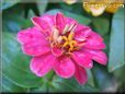 zinnia purple flower