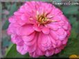 pink zinnia flower