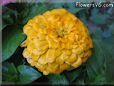 yellow zinnia flower