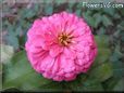 pink zinnia flower