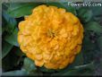 yellow zinnia flower