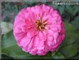 pink zinnia flower