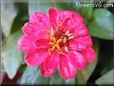 pink zinnia flower