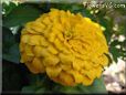 yellow zinnia flower