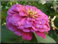 pink zinnia flower