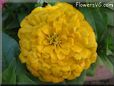 yellow zinnia flower