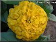 yellow zinnia flower