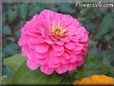 pink zinnia flower