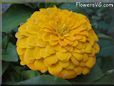 yellow zinnia flower