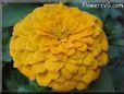 yellow zinnia flower