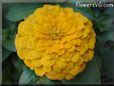 yellow zinnia flower