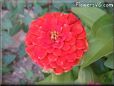 red zinnia flower