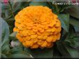 yellow zinnia flower