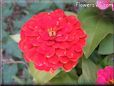 red zinnia flower
