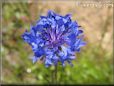 blue bachelor button flower