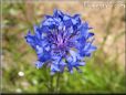 blue bachelor button flower