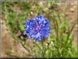 blue bachelor button flower