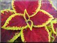 yellow maroon coleus