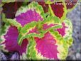 green purple coleus