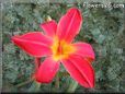 red lily flower