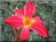 red lily flower