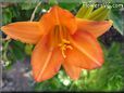 orange lily flower