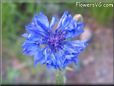 blue bachelor button flower