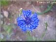 blue bachelor button flower