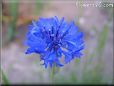 blue bachelor button flower