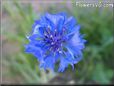 blue bachelor button flower