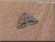 grey moth
