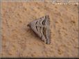 gray moth