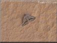 gray moth