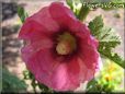 hollyhock flower