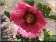 hollyhock flower