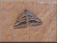 gray moth