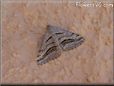 gray moth