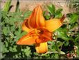 red orange lily flower