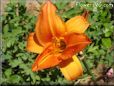 red orange lily flower