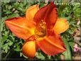 red orange lily flower